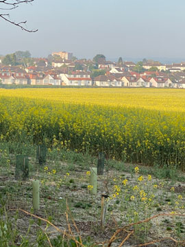 rape field