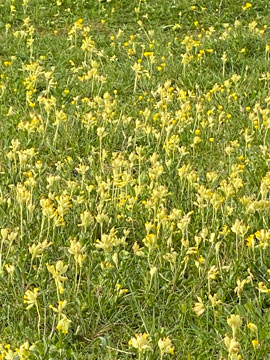cowslips