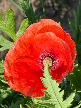 poppy