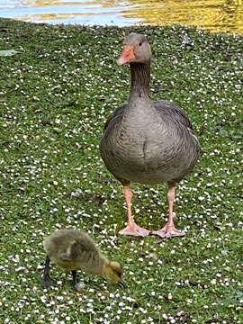 greylag