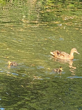 ducklings