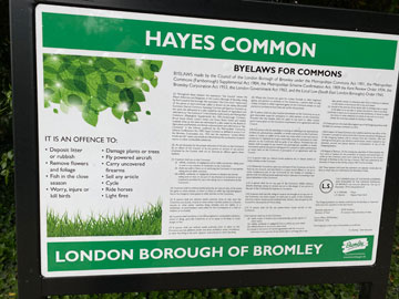 hayes common