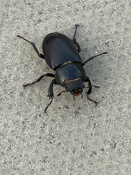 beetle