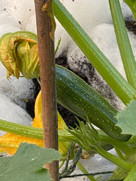 courgette