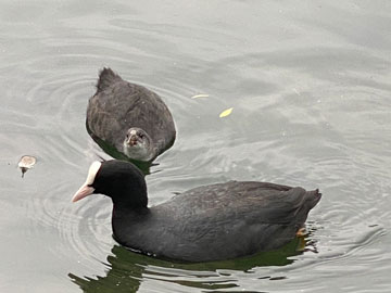 Coots