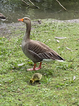 Greylag