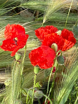 poppies