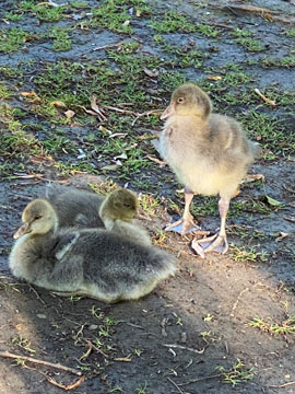 goslings