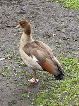 goose