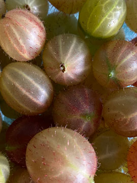 gooseberries