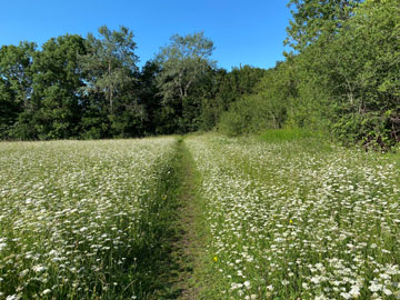 Tubbenden Meadows