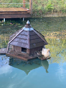 duck house