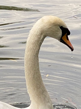 swan