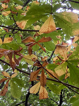 leaves