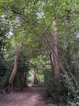 Covert Wood