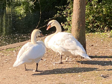 swans