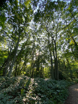 newstead wood