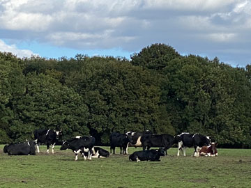 cows