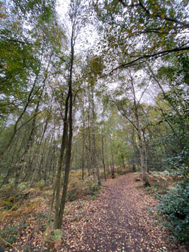Petts Wood