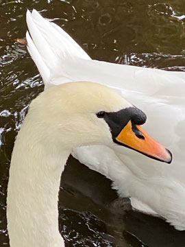 swan