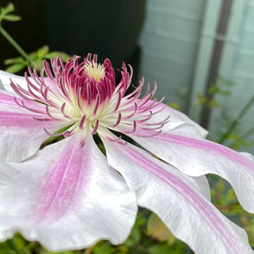 clematis