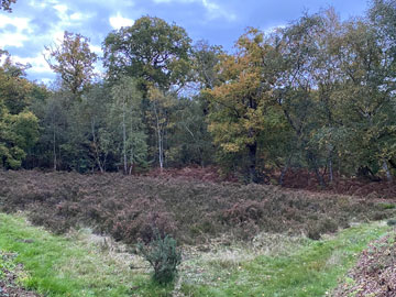 Petts Wood