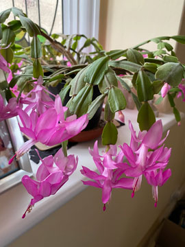 Christmas cactus
