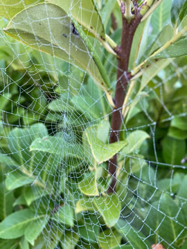 cobweb