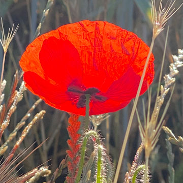 poppy