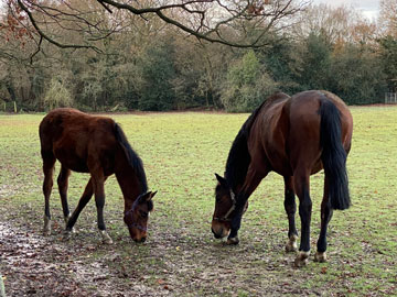 horses