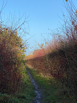 path
