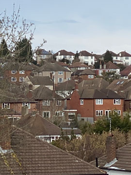orpington