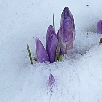 crocus