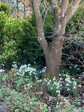 snowdrops