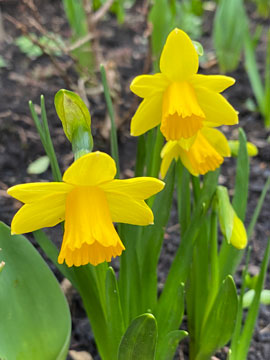 daffs