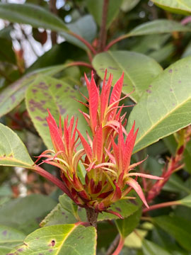 photinia