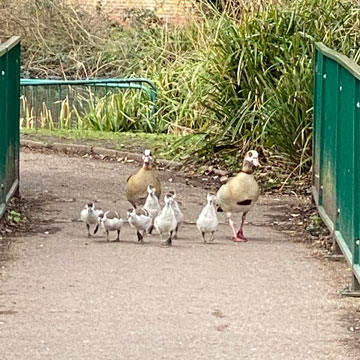 goslings