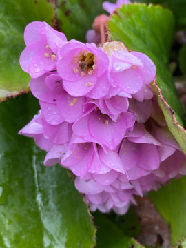 bergenia