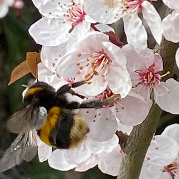 bee on blossom