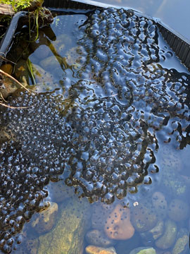 frogspawn
