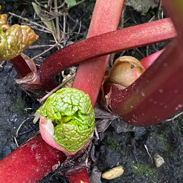 rhubarb