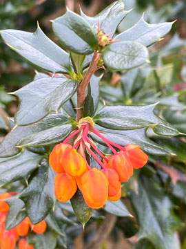 berberis