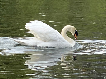 swan