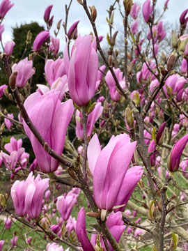 magnolia