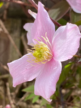 clematis