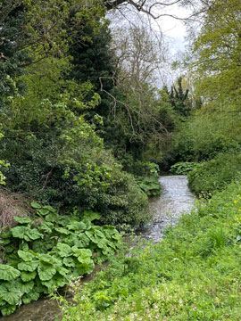 river cray