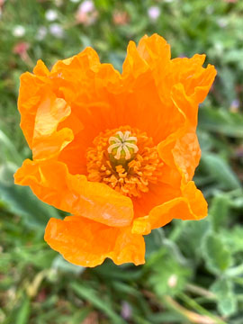 poppy