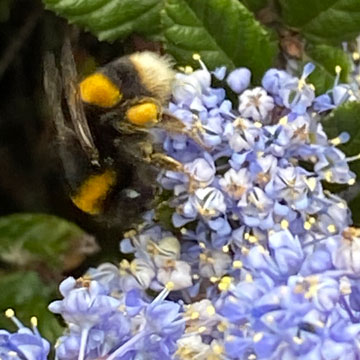 bee