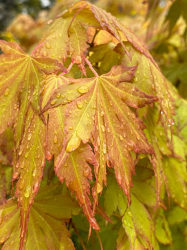wet leaves