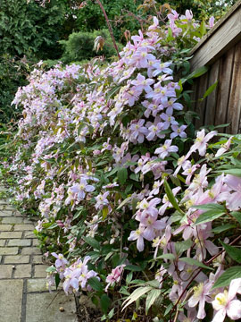 clematis